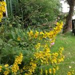 Gelbe Blumen im Garten