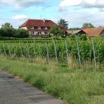 Das Bodenseeheim hinter Weinreben