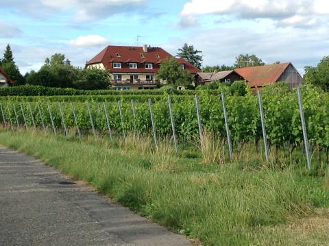 Das Bodenseeheim hinter Weinreben